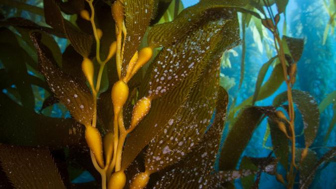 Giant kelp underwater.