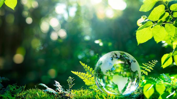 Glass globe on grass moss In forest