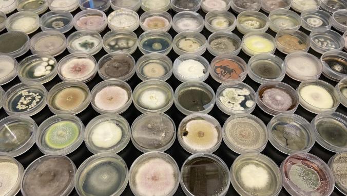 Petri dishes in the Allonnia laboratory