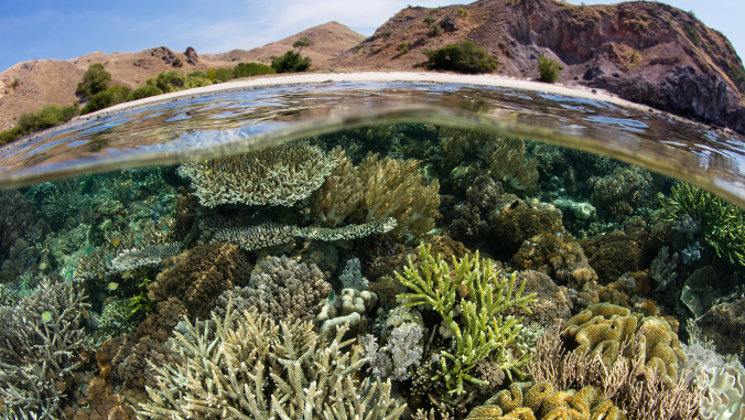 A healthy, biodiverse coral reef grows in the shallows of Komodo National Park, Indonesia.